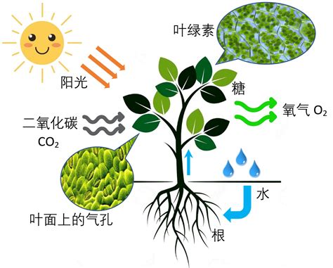 植物光合作用的化学反应式是什么 3