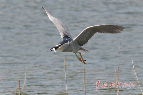 黑帝独宠：绵羊小妻，完结撒花！ 2