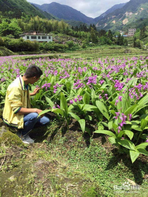 白芨高效种植全攻略：从步骤到方案的详解 2