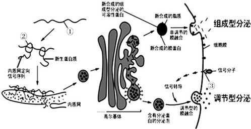 人体中的“造血工厂”——探秘关键器官 2