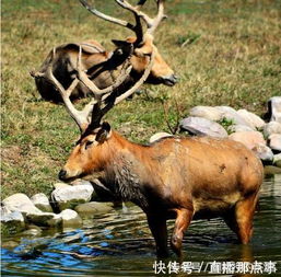 揭秘驼峰之谜：探索它们独特魅力与生存智慧的奥秘 2