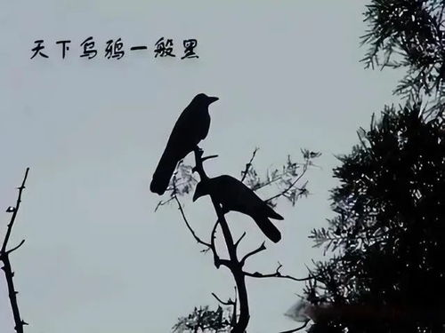 揭秘：“天下乌鸦一般黑”的真正含义是什么？ 2