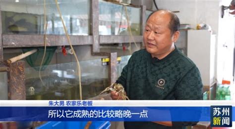 探寻大闸蟹之源：阳澄湖在何省盛产于蚂蚁庄园？ 2