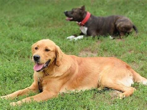 纯种黄金猎犬价格揭秘！ 1