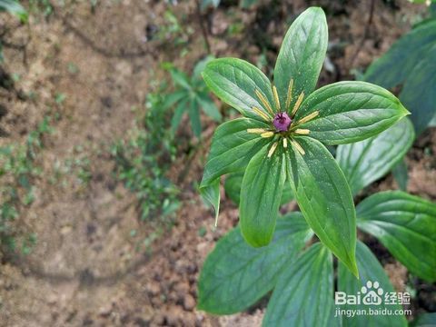 高效种植重楼的详细指南 4