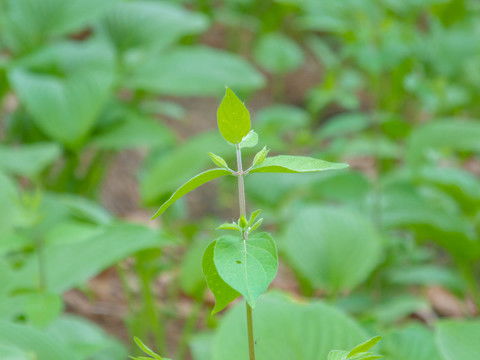 小树苗的正确种植方法 1