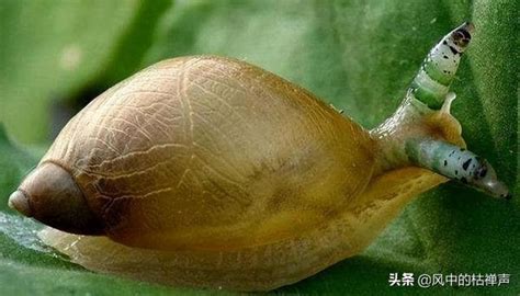 惊爆！探寻僵尸蜗牛：这种奇异生物真的能食用吗？ 1