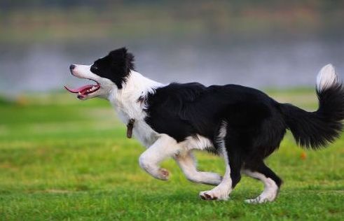 边境牧羊犬好养吗？养边牧需要注意哪些方面？ 2