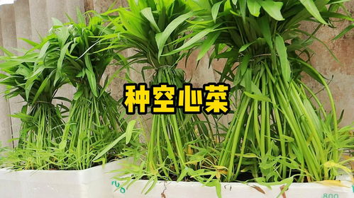 小麦草种植秘籍：轻松上手，一学即会 2