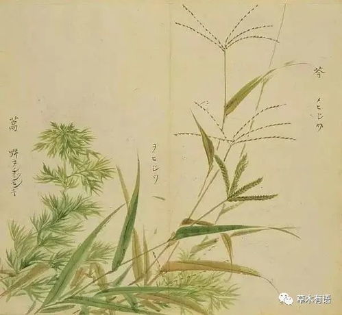 为什么蒌蒿被归类为一种植物？ 2