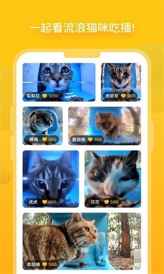 哈啰街猫安卓版 截图3