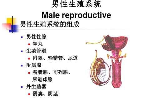 男性生殖器官正常尺寸范围是多少 1