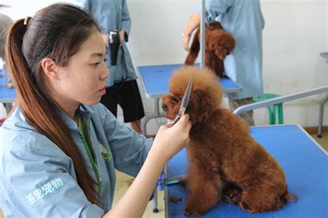 掌握宠物美容技巧：专业宠物美容师培训教程 1