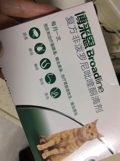 轻松学会！给小猫驱虫的简单方法 2