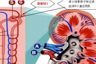 揭秘：如何准确识别“几点钟方向”，让你瞬间掌握方向感！ 2