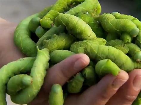 家常美味豆青虫烹饪秘籍 2