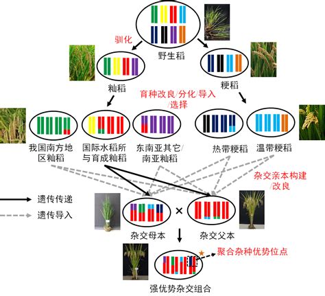 揭秘：杂交水稻VS常规水稻，究竟有何不同？ 4