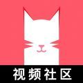 猫咪