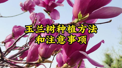 铃铛花高效种植技巧与必知注意事项 2