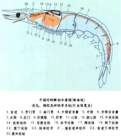 揭秘：虾线究竟是虾的什么部位？ 4