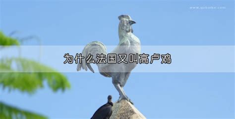 揭秘：高卢鸡象征的国度究竟是哪个？ 3