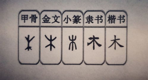 揭秘！'树有心眼'中隐藏的十三个字，你能猜对吗？ 2