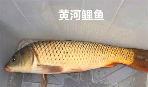 揭秘黄河鲤鱼VS普通鲤鱼：独特之处何在？ 3