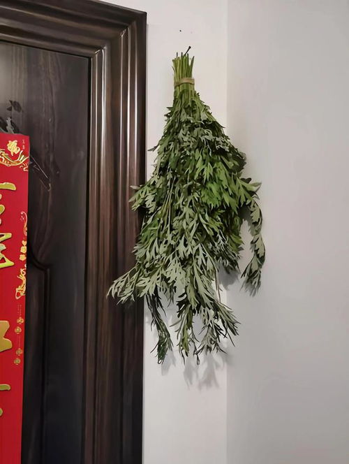 端午节门上如何正确挂艾草？ 2