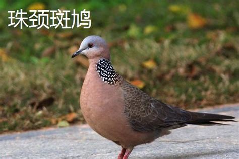 白斑鸠简介及是否为野生保护动物 3