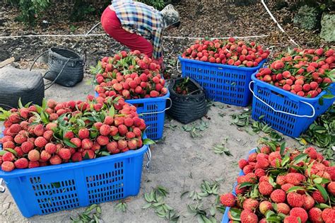 36年匠心独运！海口永兴镇农户种出辣椒味荔枝，奇妙口感等你来尝！ 4