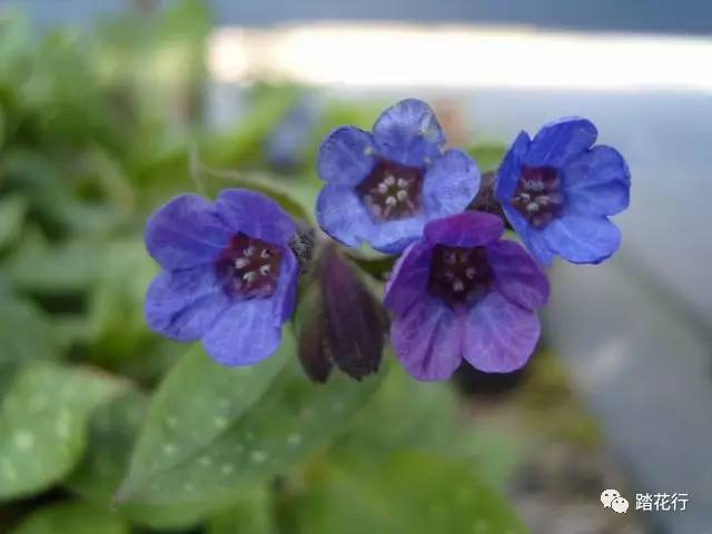 探索蓝莓花园：揭秘各类植物的神奇功效！ 2