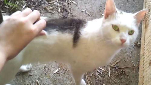 收养流浪猫，你需要准备多少预算？ 2