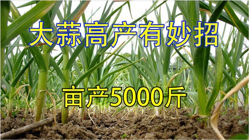 揭秘：大蒜的亩产量究竟能达到多少？ 2