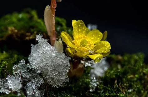 冰凌花怎么食用及其功效与作用介绍 3