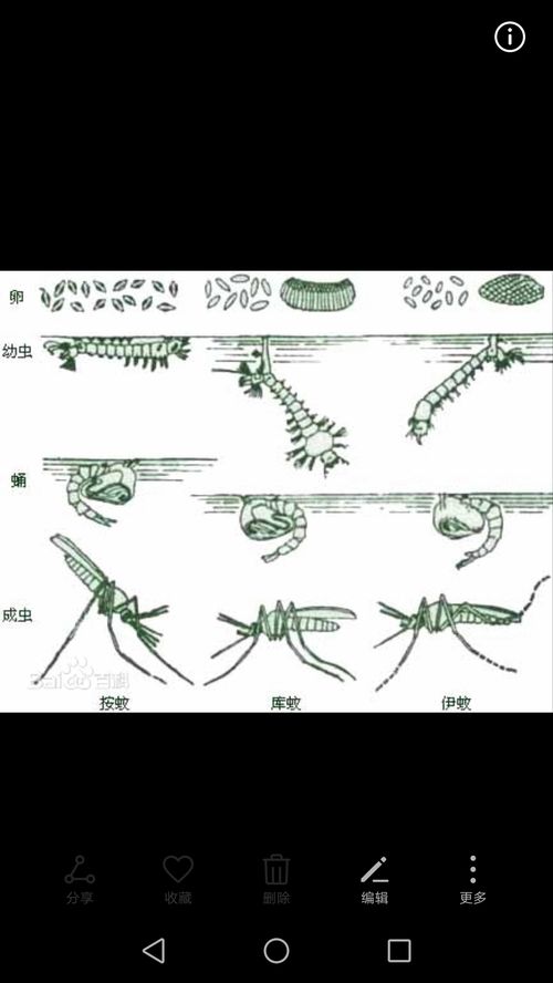 揭秘：蚊子卵的真实形态是怎样的？ 2