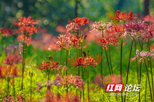 揭秘：那盛放花朵背后的动人旋律，是哪首歌？ 3