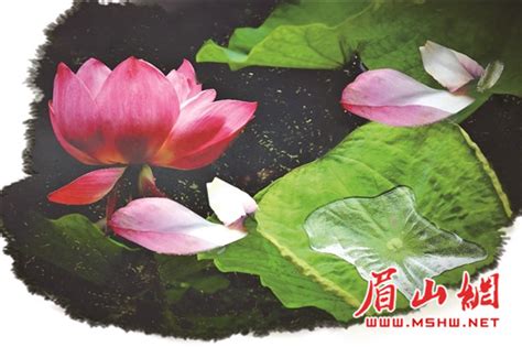 揭秘瑞莲：深度解析其含义与背后故事 1
