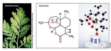 青蒿素来源于哪种植物提取 4