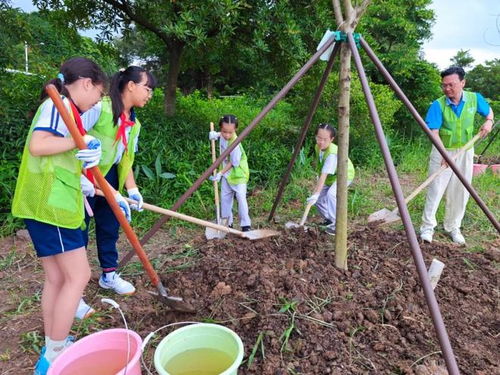 轻松学会：小树苗的正确种植方法 1