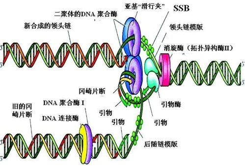 揭秘DNA聚合酶的神奇作用 2