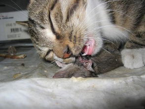 揭秘：猫捕食老鼠的惊人真相 3