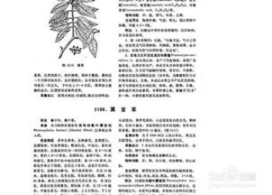 翼首草的药用功能与效益解析 2