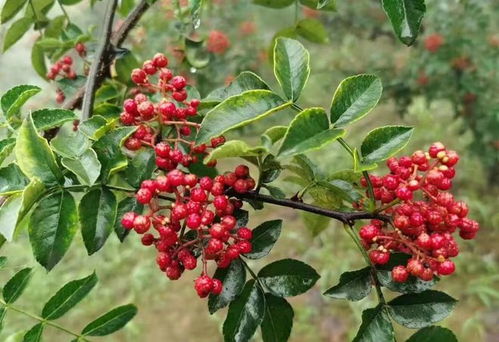 花椒是否为中国本土植物？ 1