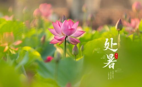 处暑属于哪个季节？ 2