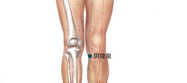 阴陵泉穴位的具体位置在哪里？它有哪些主要作用和功效？ 2