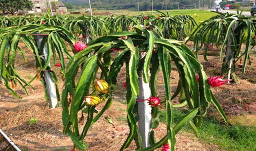 高效火龙果种植技巧与方法 2