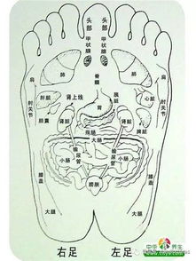 探索足底穴位与反射区：按摩图解与养生秘笈 3