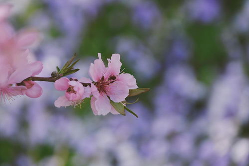 春天里哪些花儿会盛开？ 4