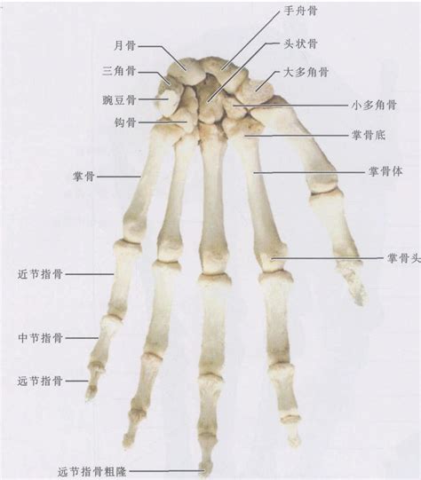 揭秘：“系指”与“是指”的微妙差异 3