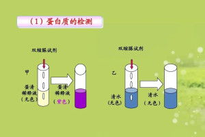 双缩脲与双缩脲试剂的差异解析 2